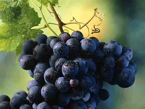 Темный виноград - черный изюм