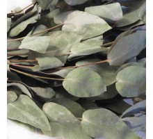 Эвкалипт лист сушеный (упаковка 50 грамм)